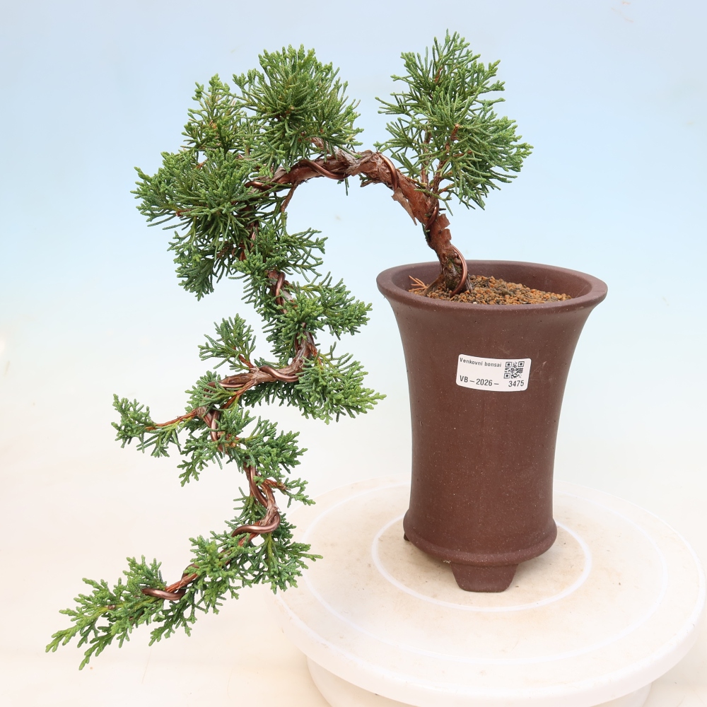 Bonsai für draußen - Juniperus chinensis Kishu