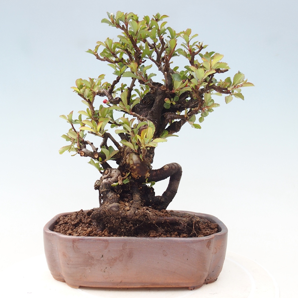 Bonsai für draußen - Chaneomeles speciosa - Quitte