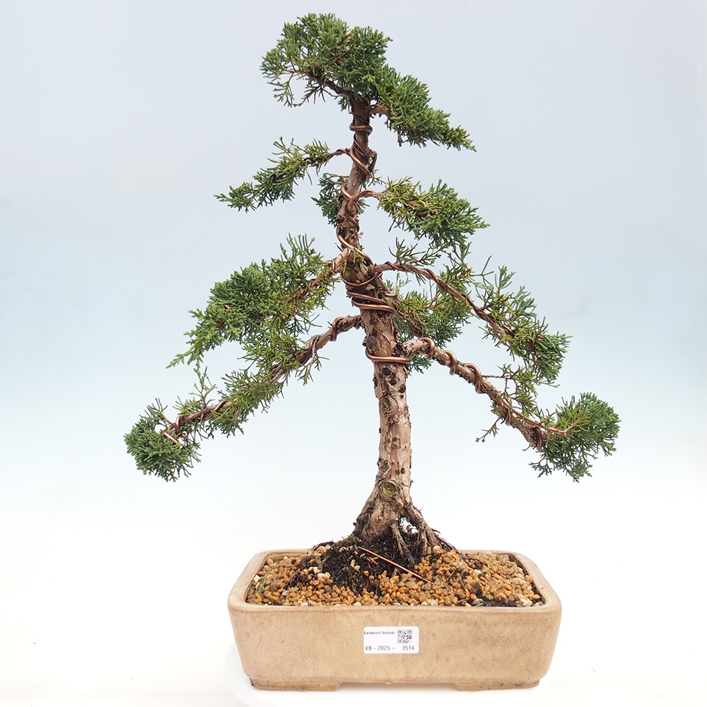Bonsai für draußen - Juniperus chinensis Kishu