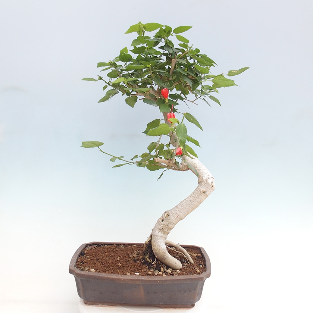 Zimmerbonsai - Malvaviscus arboreus