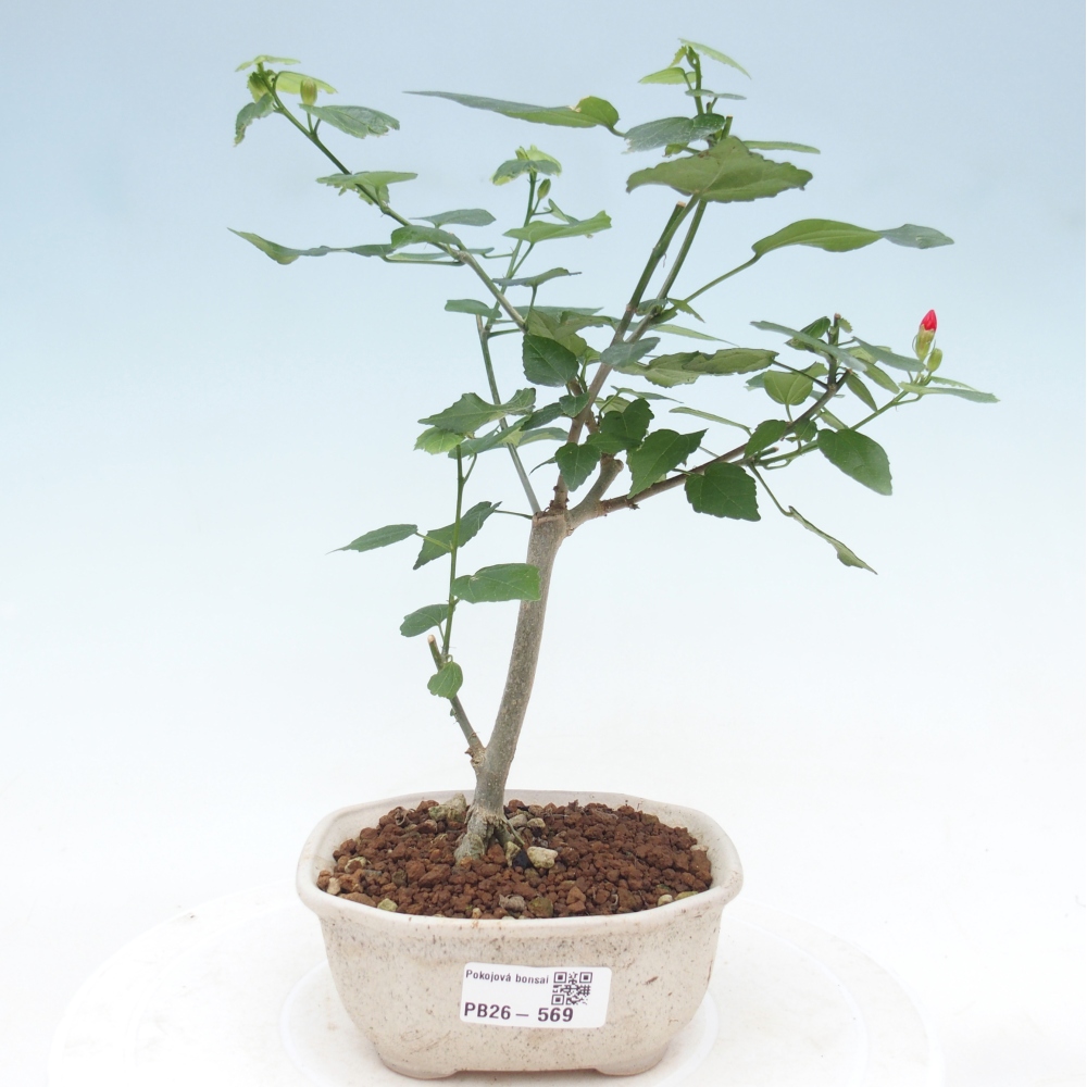 Zimmerbonsai - Malvaviscus arboreus