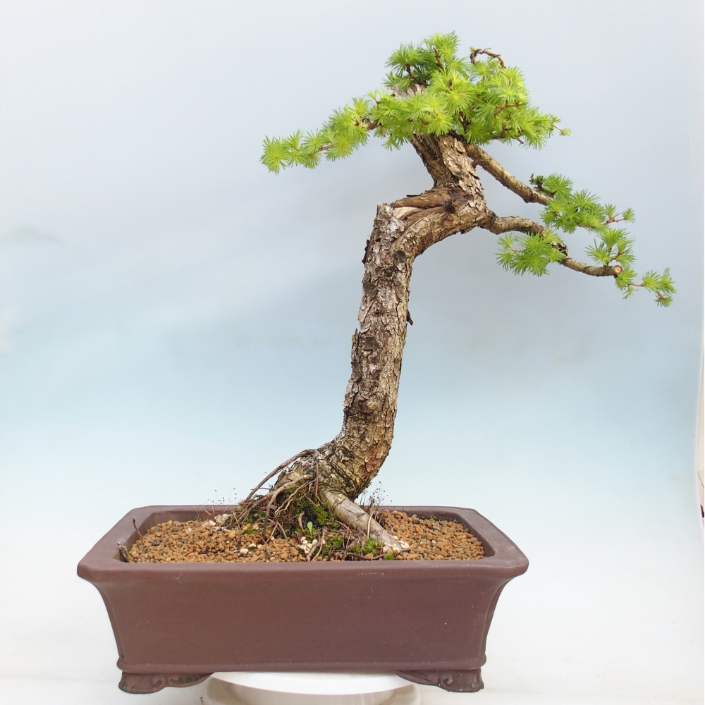 Bonsai für draußen -Larix decidua - Lärche