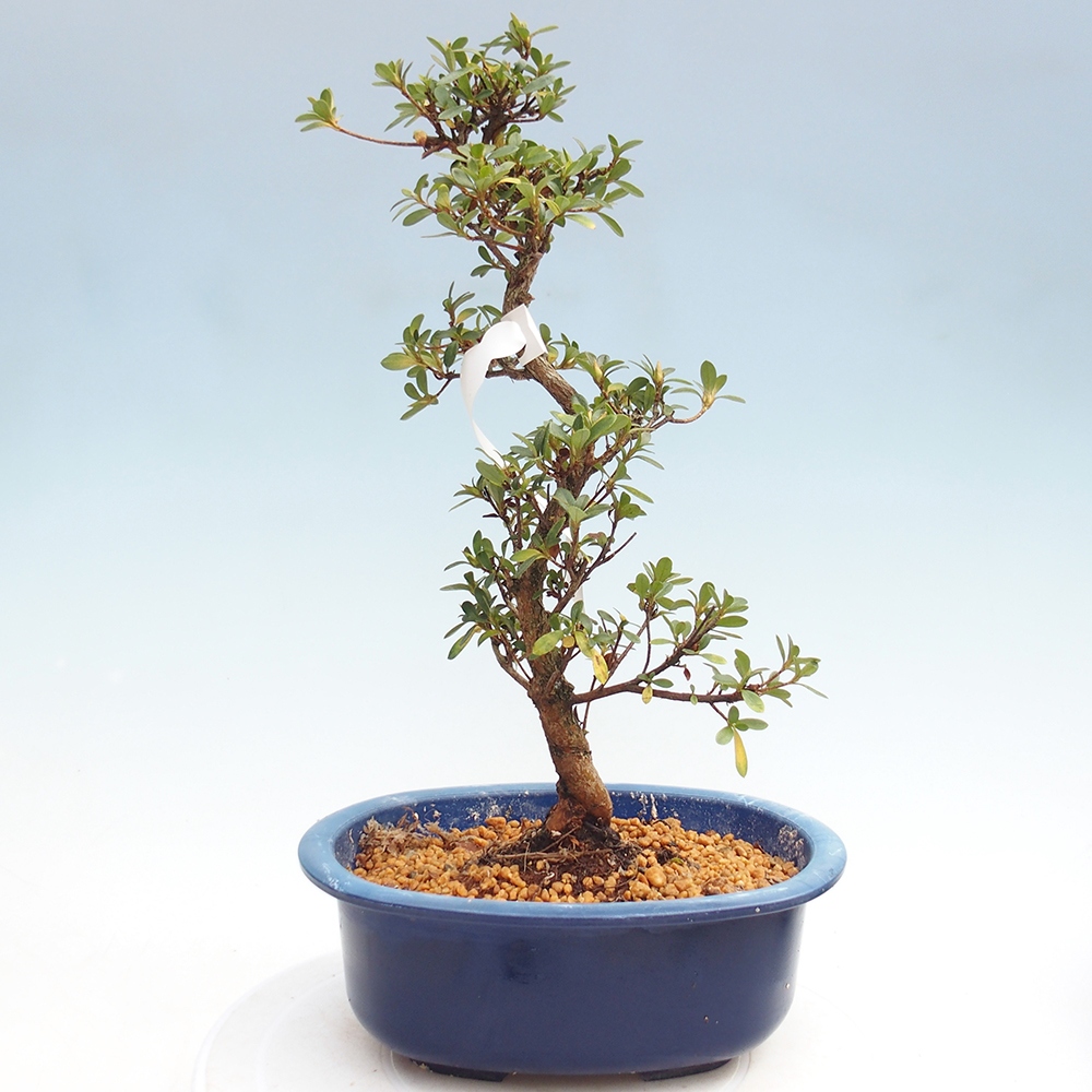 Bonsai für draußen - Japanische Azalee - Azalea Kinsho