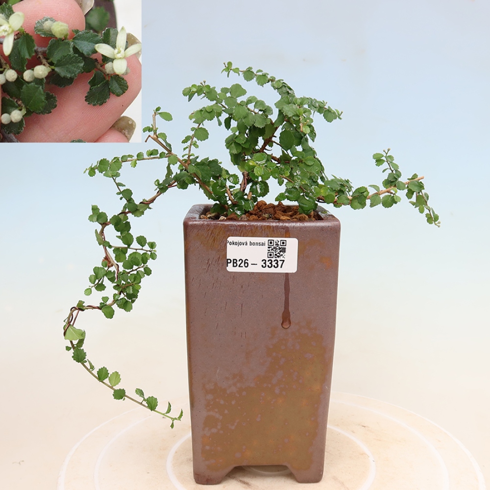 Zimmerbonsai - Grewia sp. - Grewia malafolia