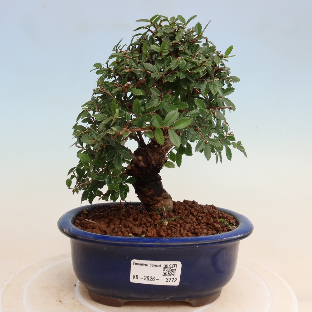 Bonsai für draußen - Zelkova - Zelkova NIRE