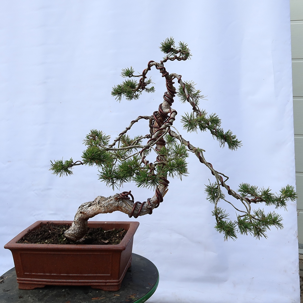 Pinus sylvestris Spanien – Waldkiefer