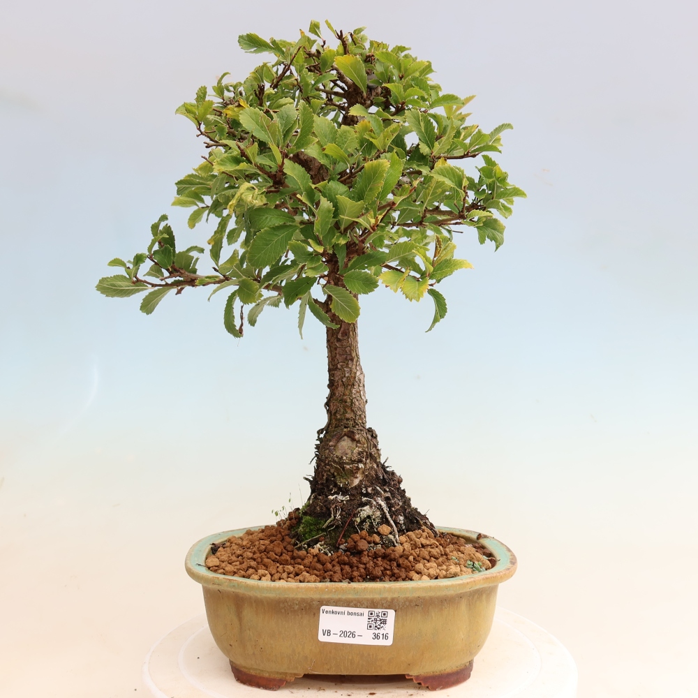Bonsai für draußen - Zelkova - Zelkova NIRE