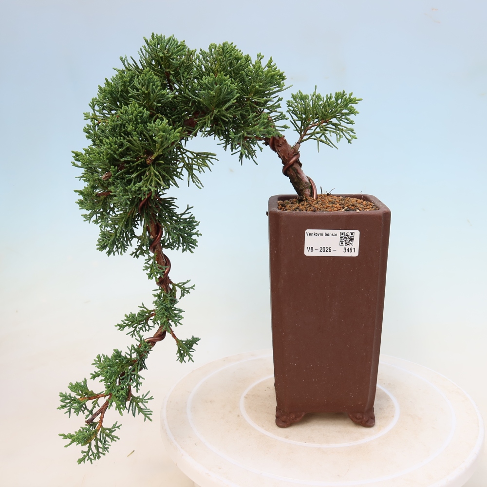 Bonsai für draußen - Juniperus chinensis Kishu