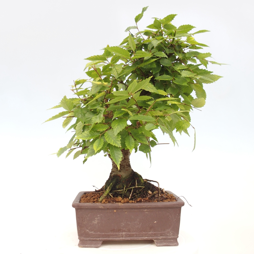 Bonsai für draußen - Zelkova - Zelkova NIRE