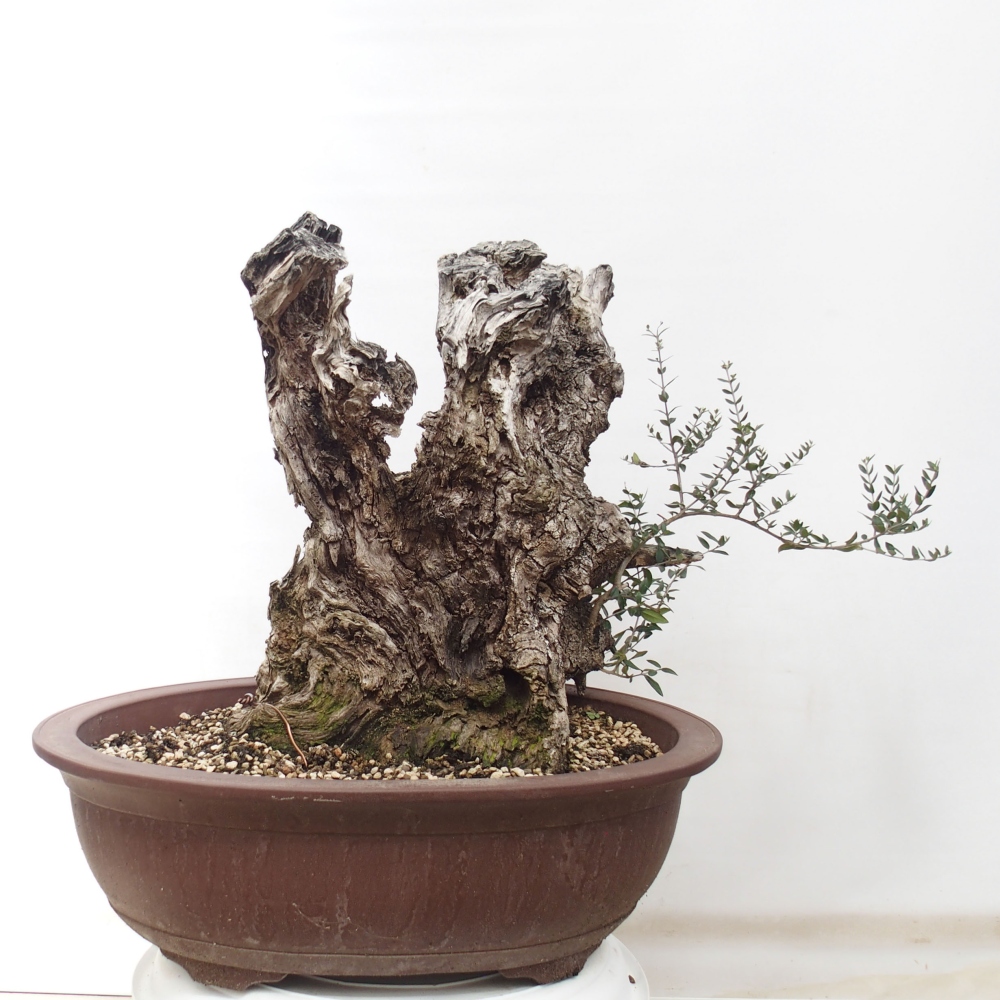 Zimmerbonsai - Olea europaea sylvestris