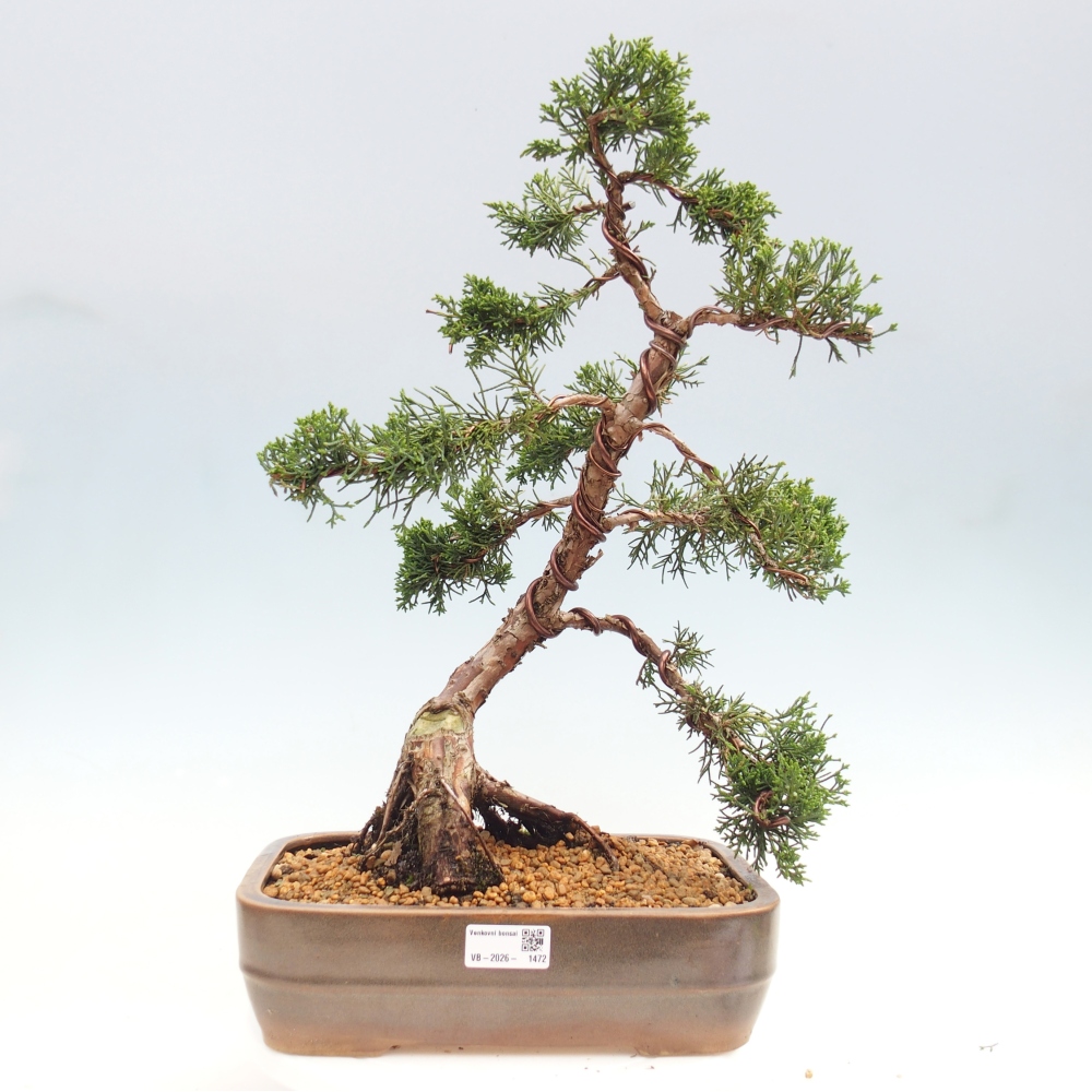 Bonsai für draußen - Juniperus chinensis Kishu