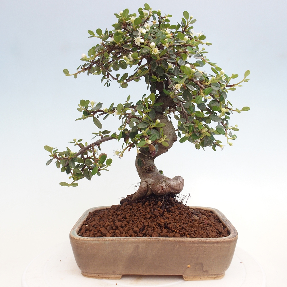 Freiland-Bonsai-Cotoneaster dammeri - Damer's Rock