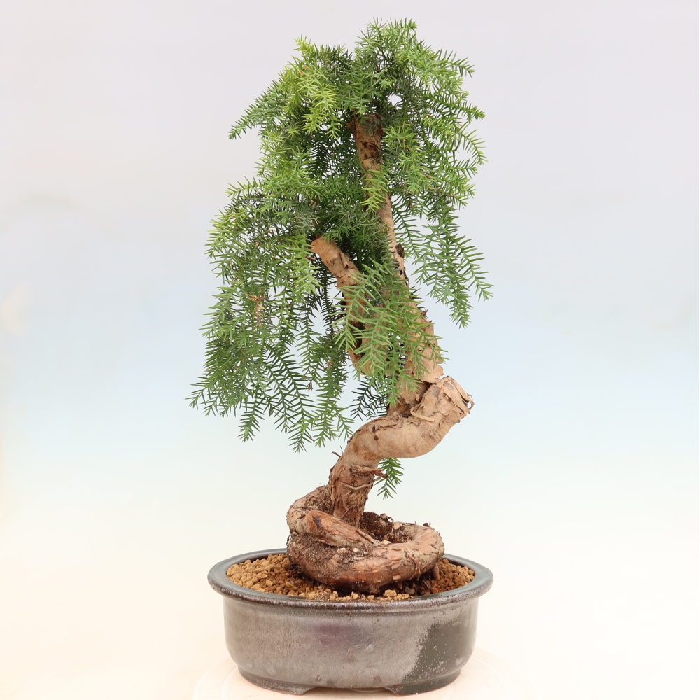 Zimmer Bonsai - Araucaria - Zimmer Fichte