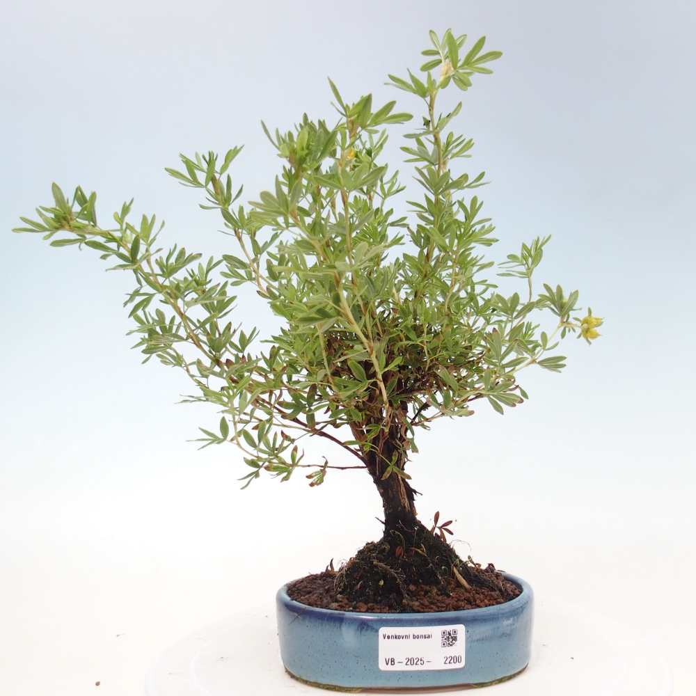 Bonsai für draußen - Potentila fruticosa gelber Vogel
