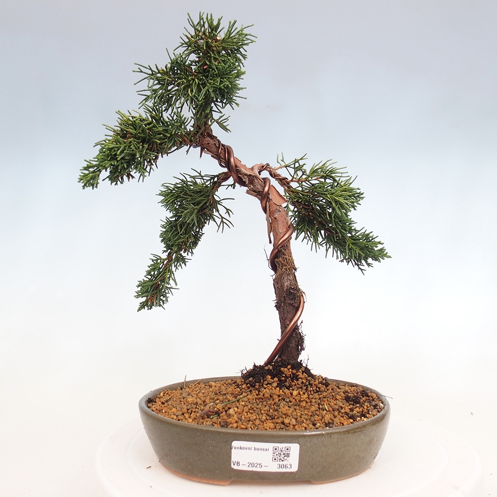 Bonsai für draußen - Juniperus chinensis Kishu