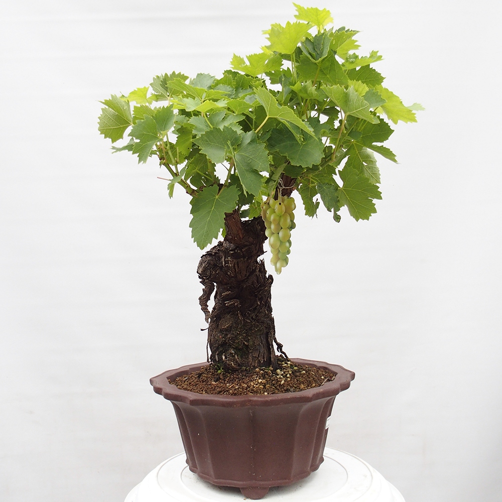 Bonsai für draußen - Vitis vinnifera MUSKAT ITALIA - Weinreben