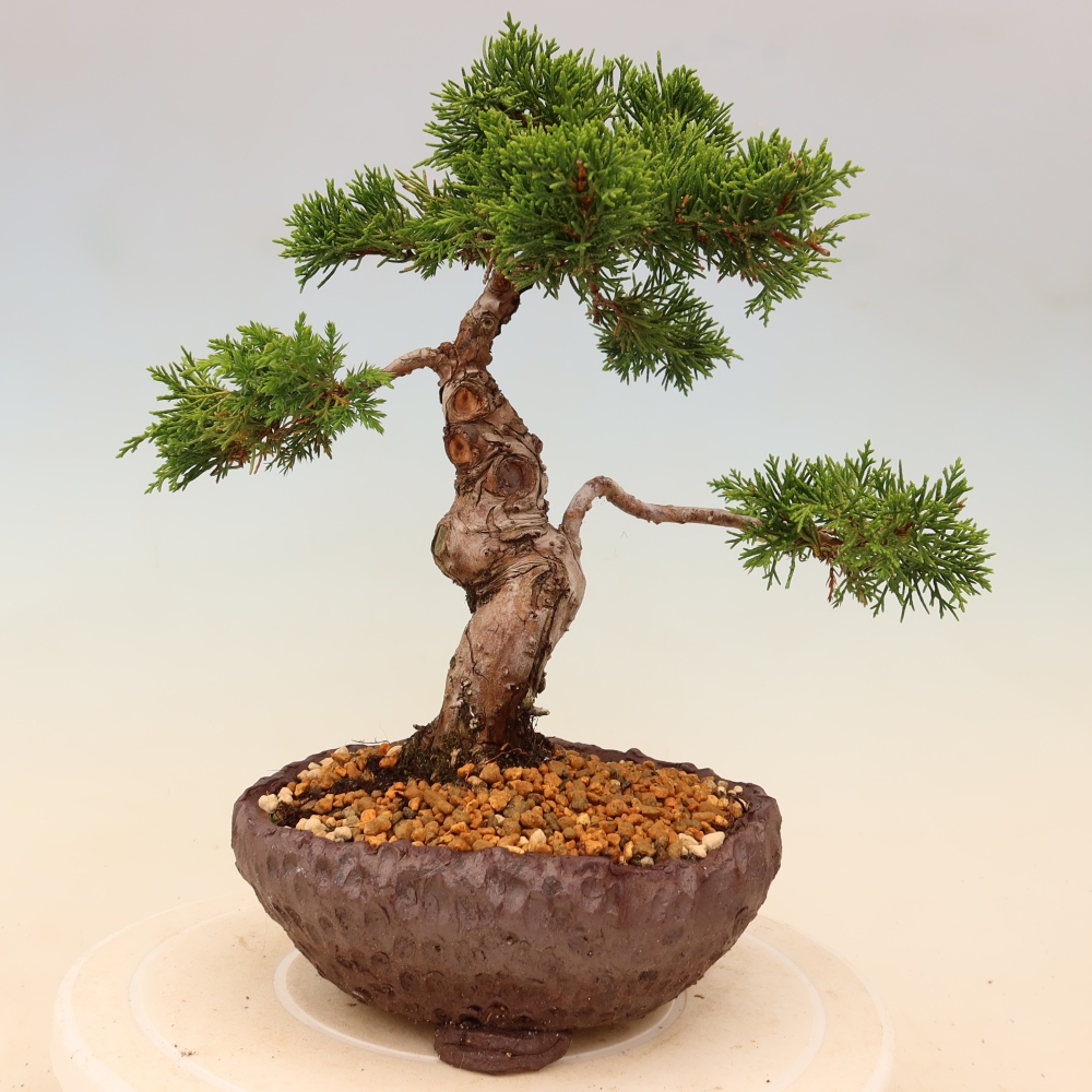 Bonsai für draußen - Juniperus chinensis Itoigawa