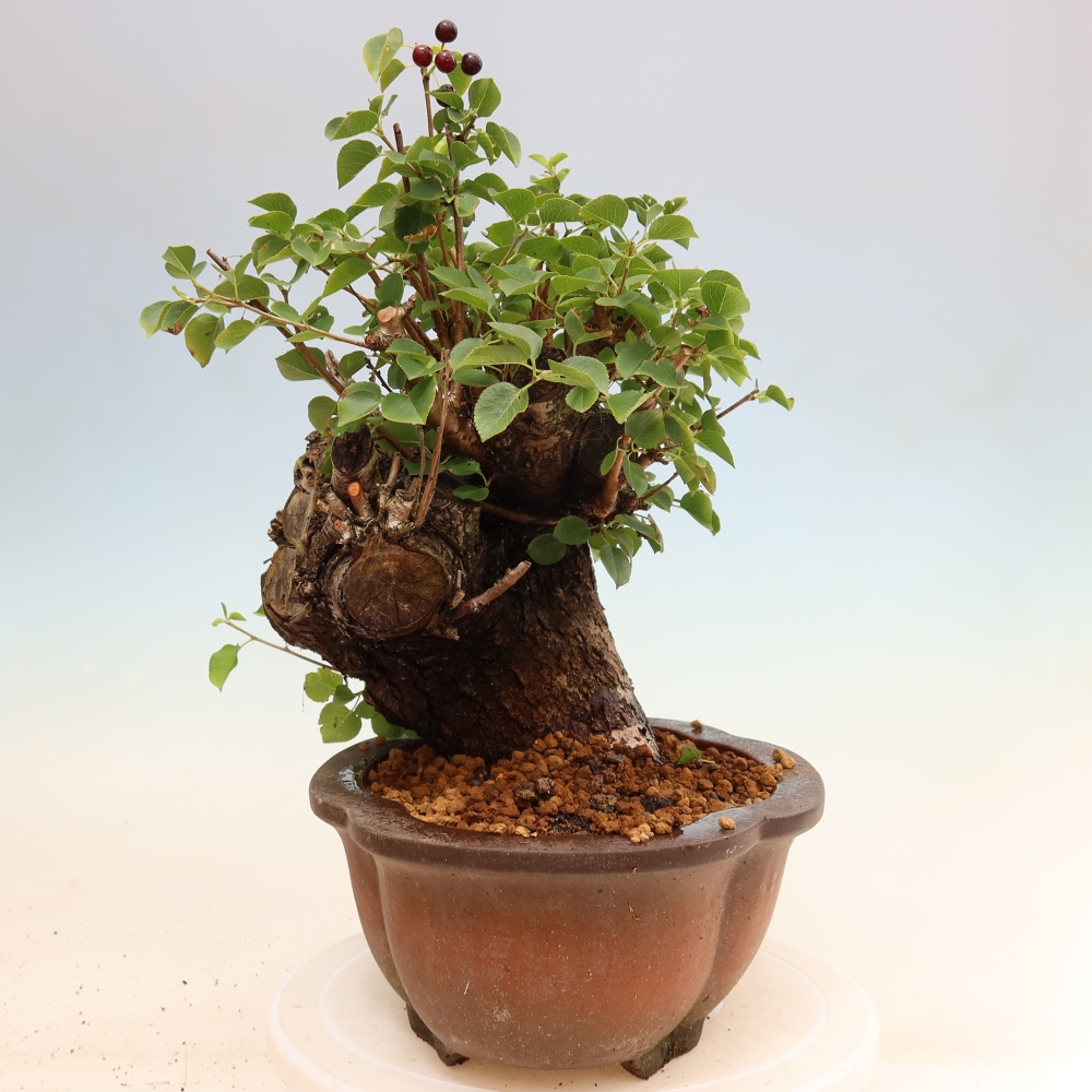 Bonsai für draußen - Mahalebka - Prunus mahaleb