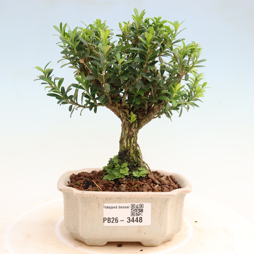 Zimmer Bonsai - Buxus harlandii - Korkbuxus