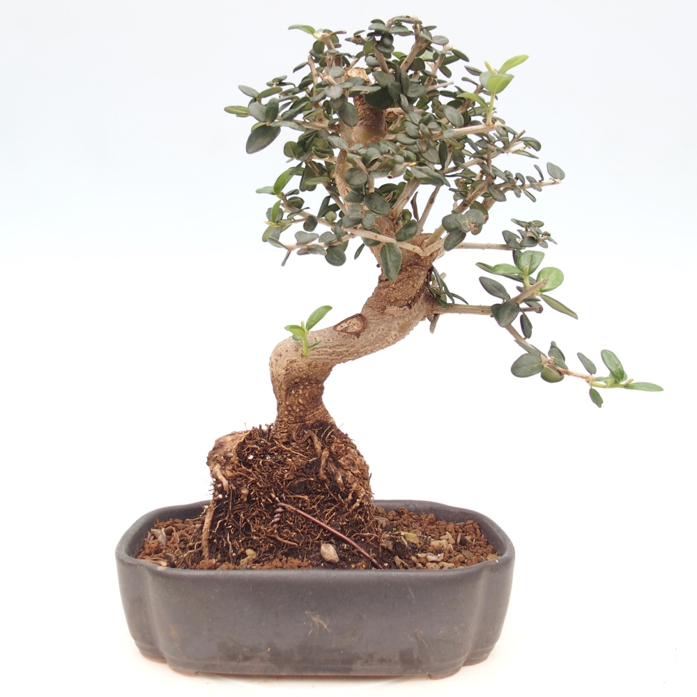 Zimmerbonsai - Olea europaea sylvestris
