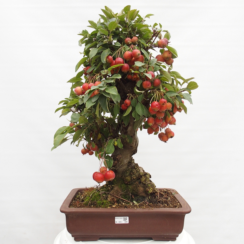 Outdoor-Bonsai -Malus halliana - Kleinfrüchtiger Apfelbaum