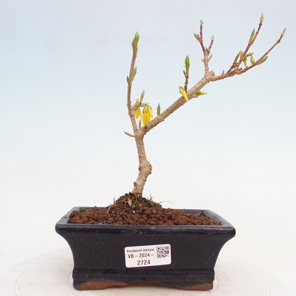 Bonsai für draußen - Zlatice - Forsythia intermedia