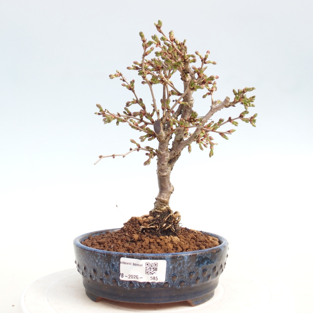 Bonsai für draußen - Prunus incisa Kojou-no mai-Plivon ausgeschnitten
