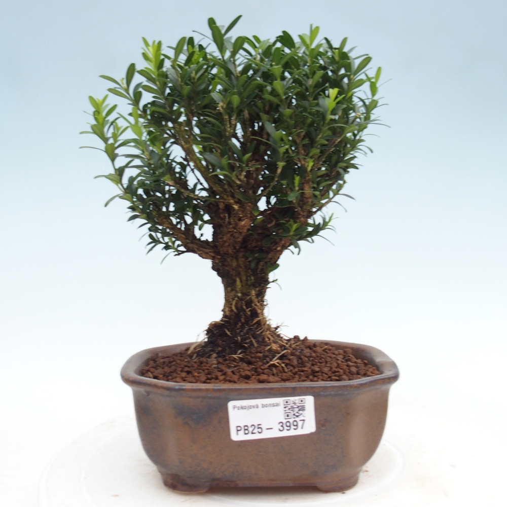 Zimmer Bonsai - Buxus harlandii - Korkbuxus