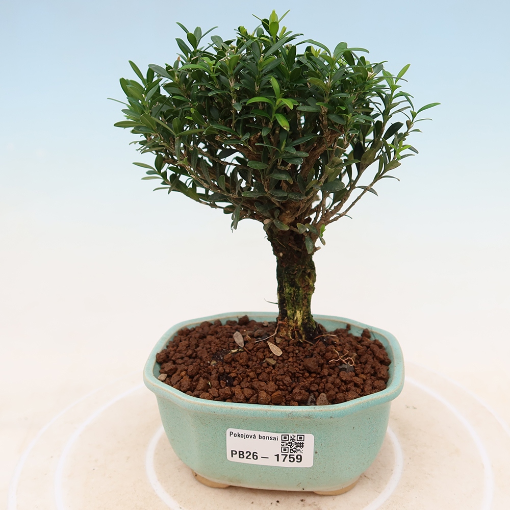 Zimmer Bonsai - Buxus harlandii - Korkbuxus