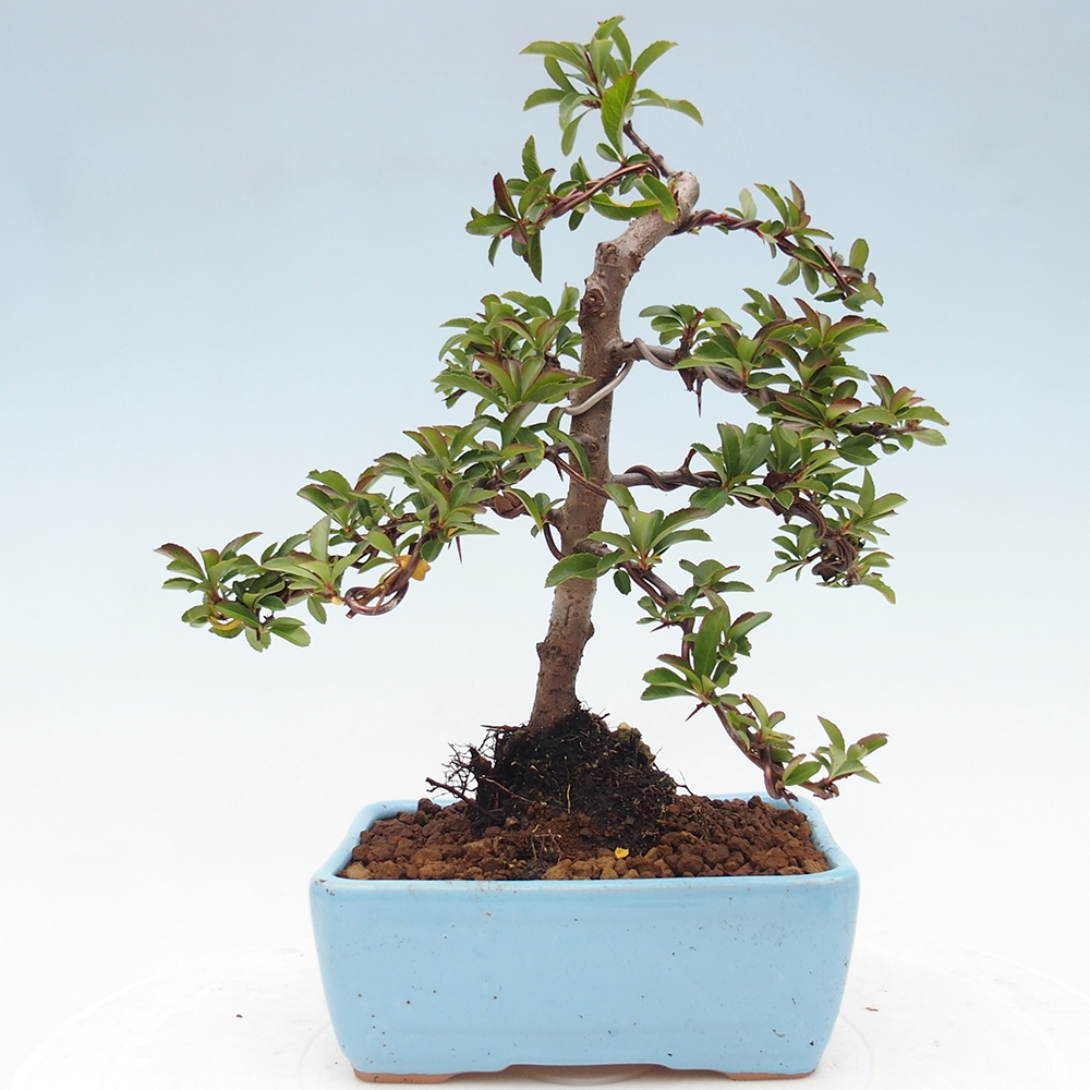 Freiland-Bonsai-Pyracantha Teton -Hlox