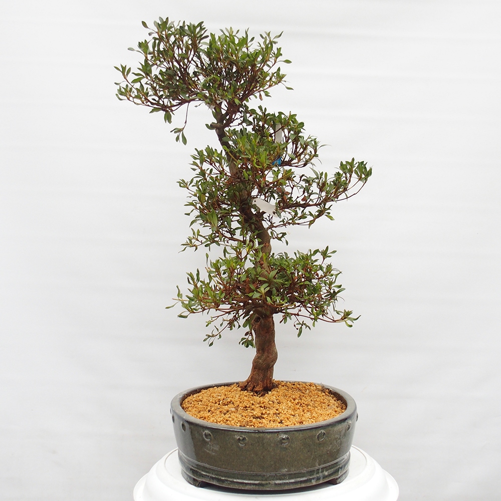 Bonsai für draußen - Japanische Azalee - Azalee CHIHIRO