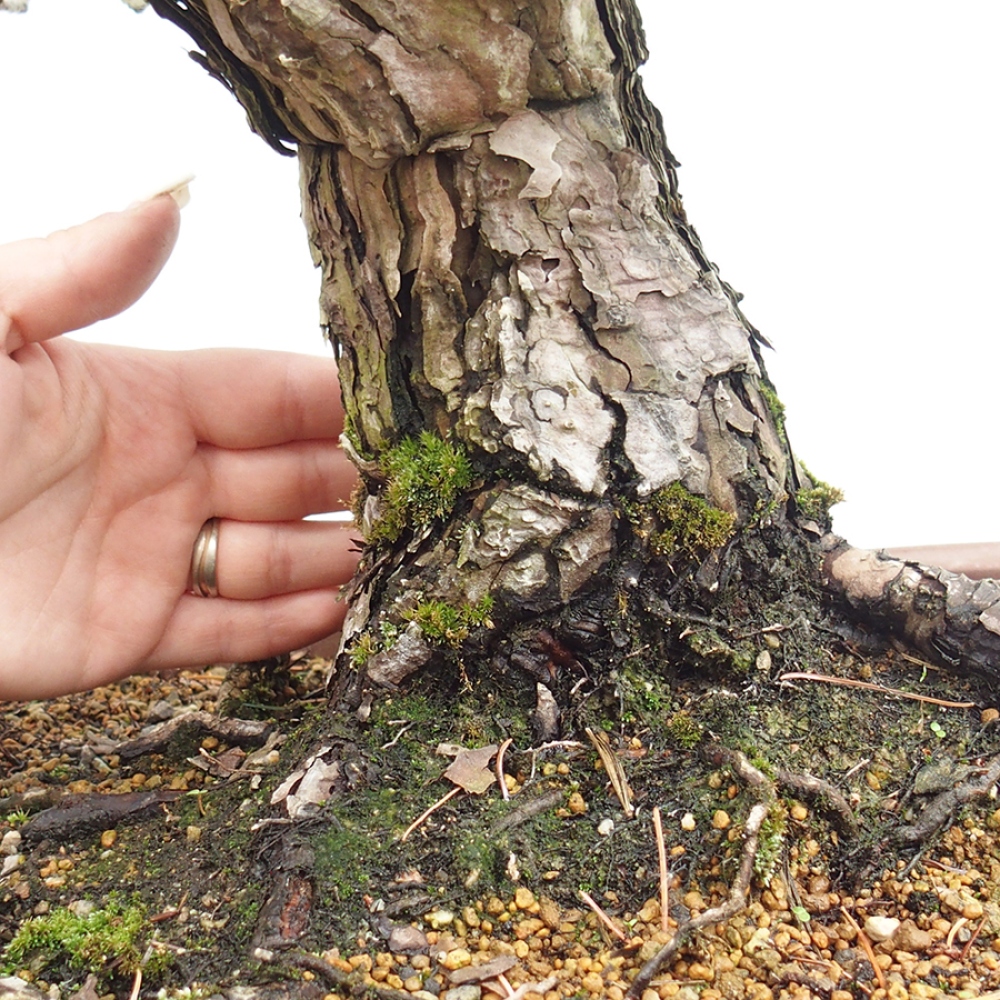 Bonsai für draußen - Pinus parviflora - Pinus parviflora
