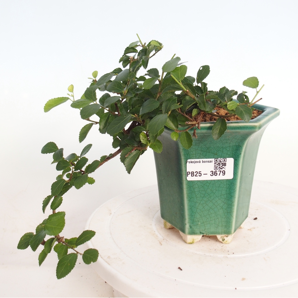 Zimmerbonsai - Grewia occidentalis - Lavendel Seestern