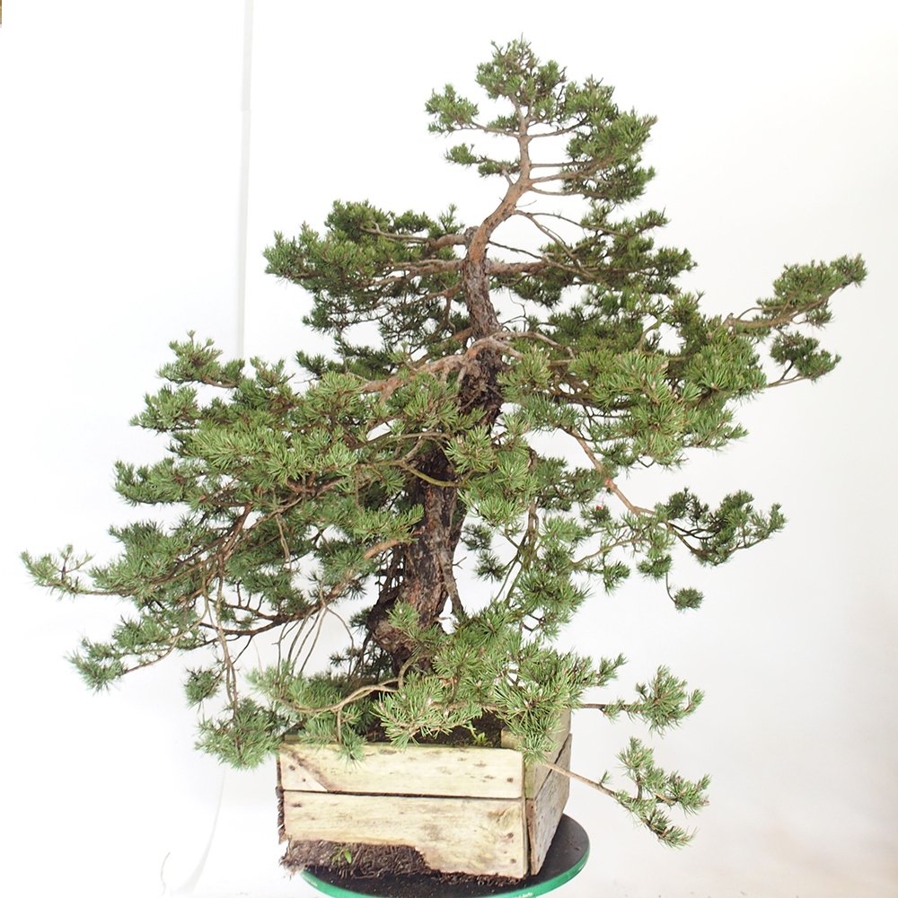 Yamadori - Pinus sylvestris Spanien