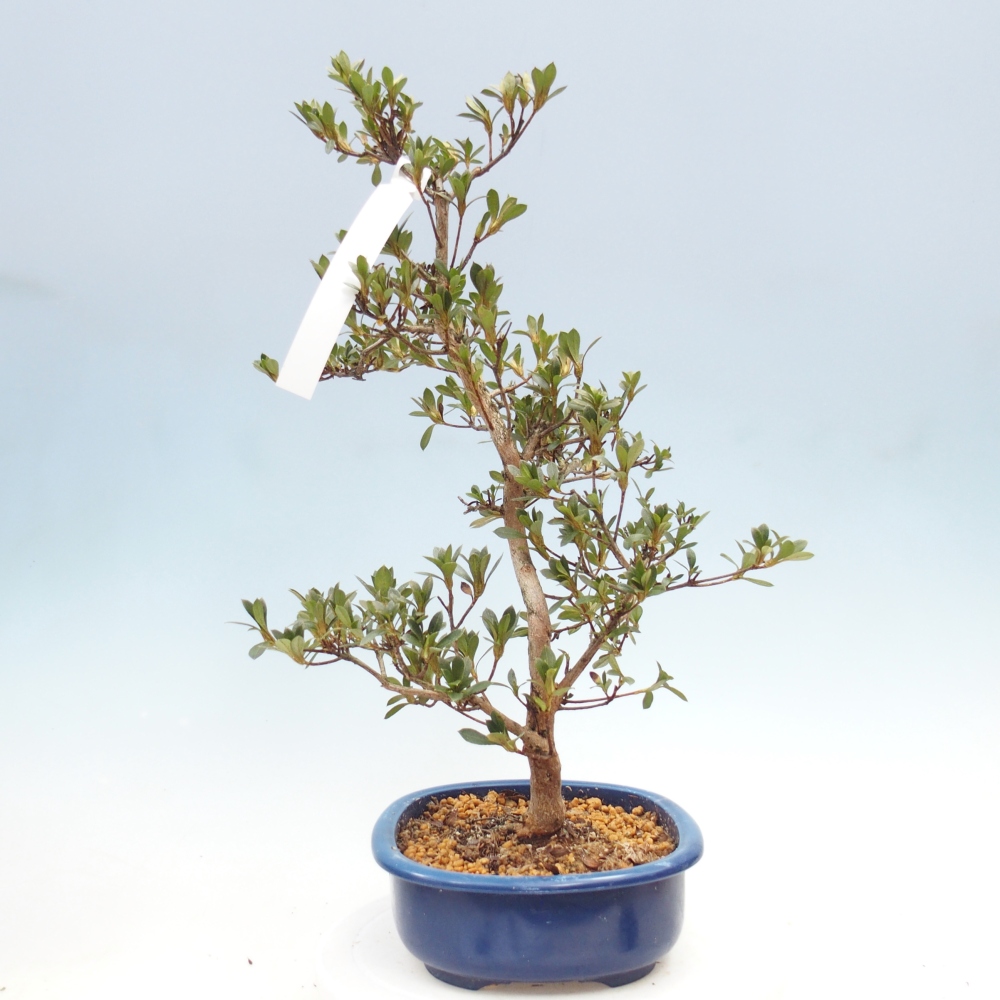 Bonsai für draußen - Japanische Azalee - Azalee Yoko