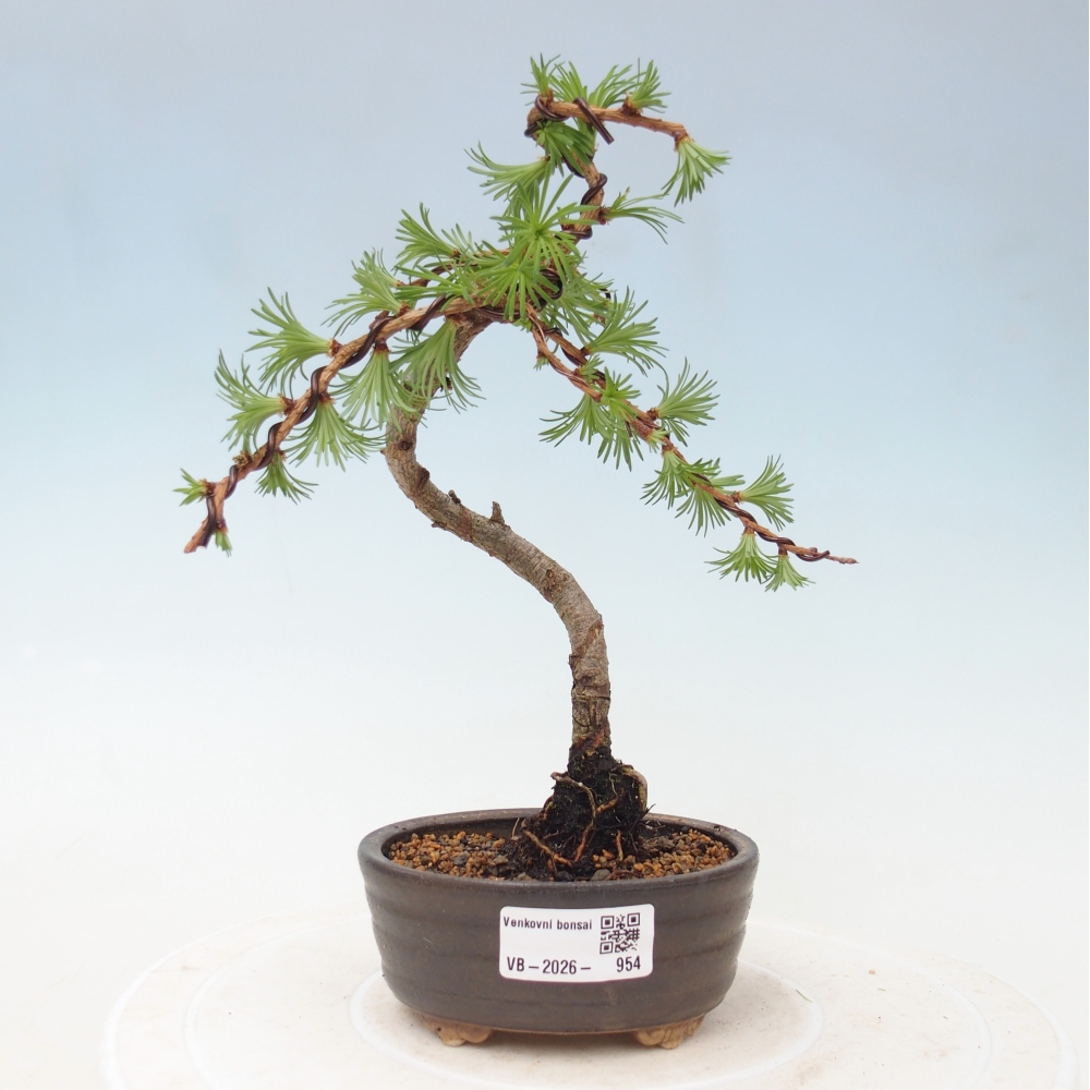 Bonsai für draußen - Larix Kaempferi - Japanische Lärche