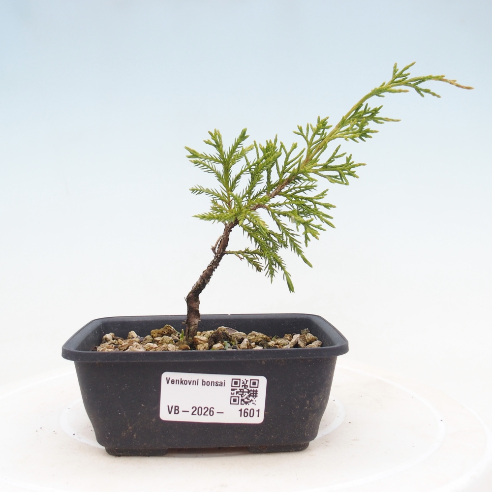 Bonsai für draußen - Juniperus chinensis Itoigawa