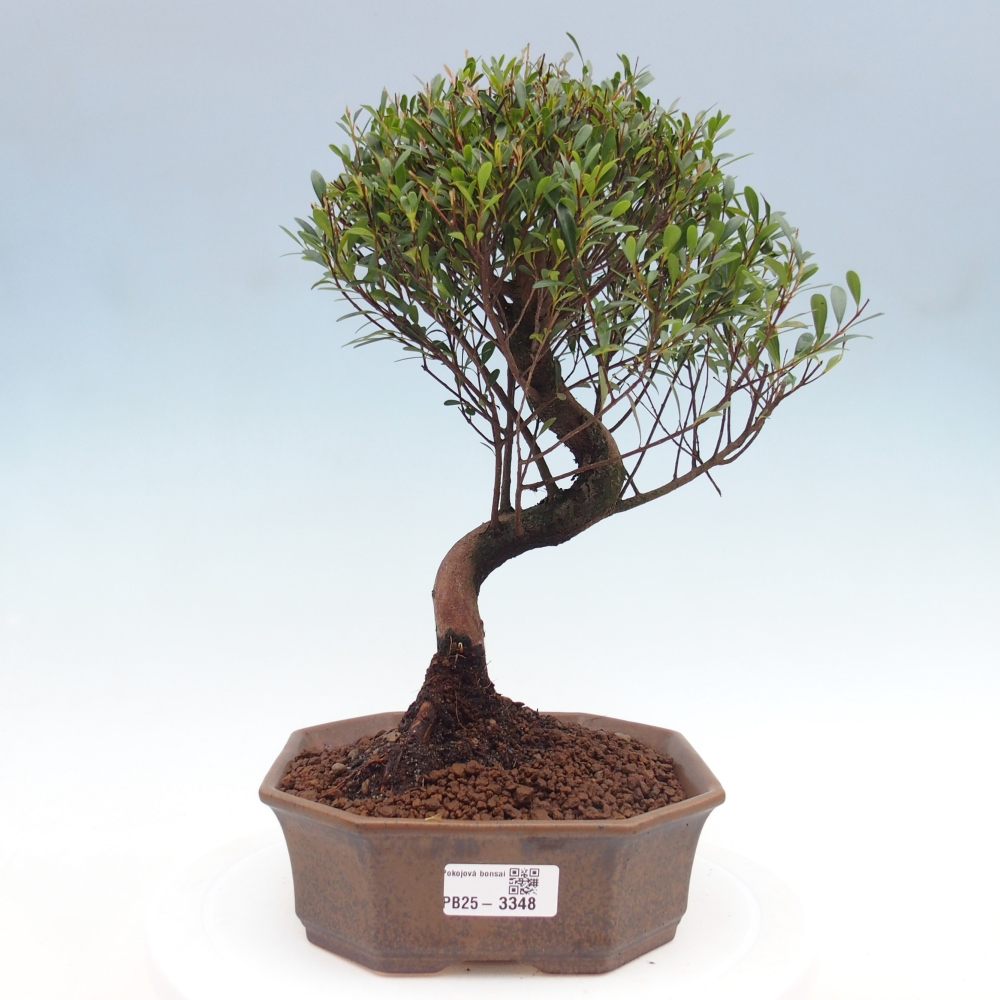 Zimmer Bonsai - Syzygium - Piment