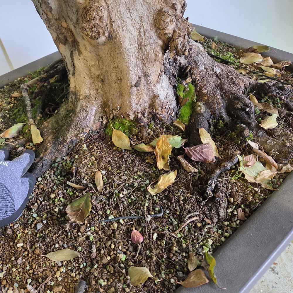 Bonsai Hartriegel für draußen - Cornus Mas
