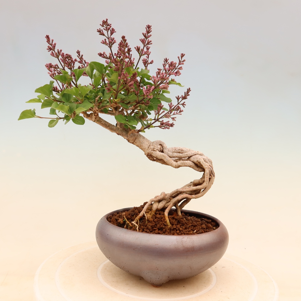 Bonsai für draußen - Syringa microphylla - Kleinblütiger Flieder
