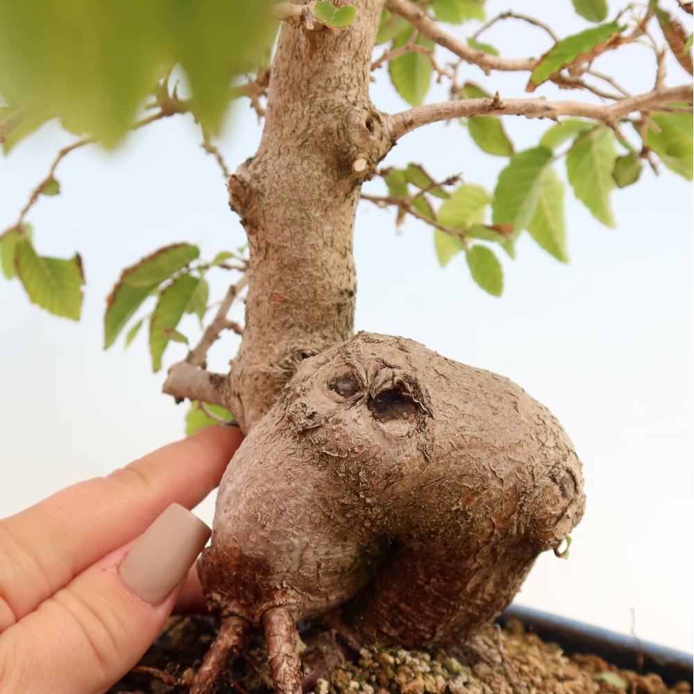 Bonsai für draußen -Carpinus CARPINOIDES - Koreanische Hainbuche