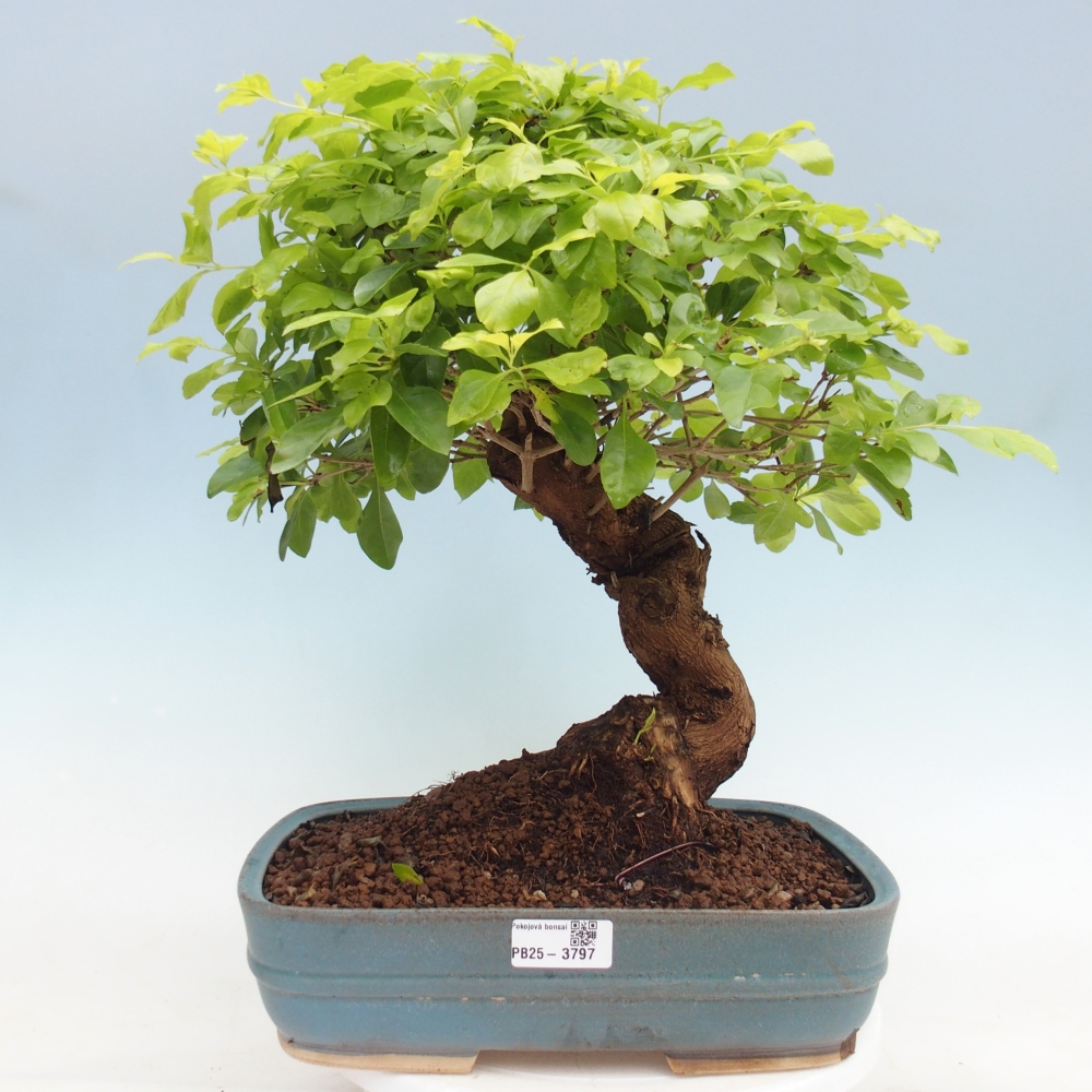 Zimmerbonsai - Duranta erecta Aurea - NUR PERSÖNLICHE ABHOLUNG oder Palettentransport