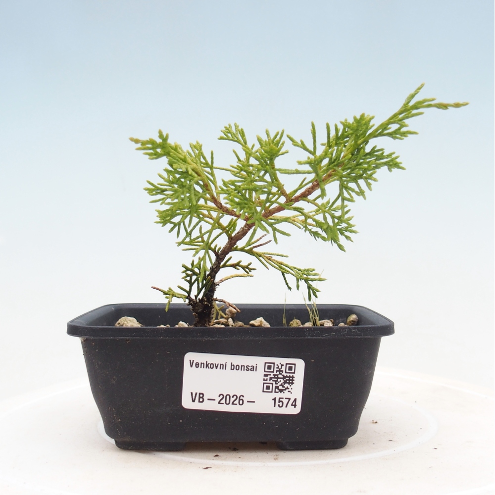 Bonsai für draußen - Juniperus chinensis Itoigawa