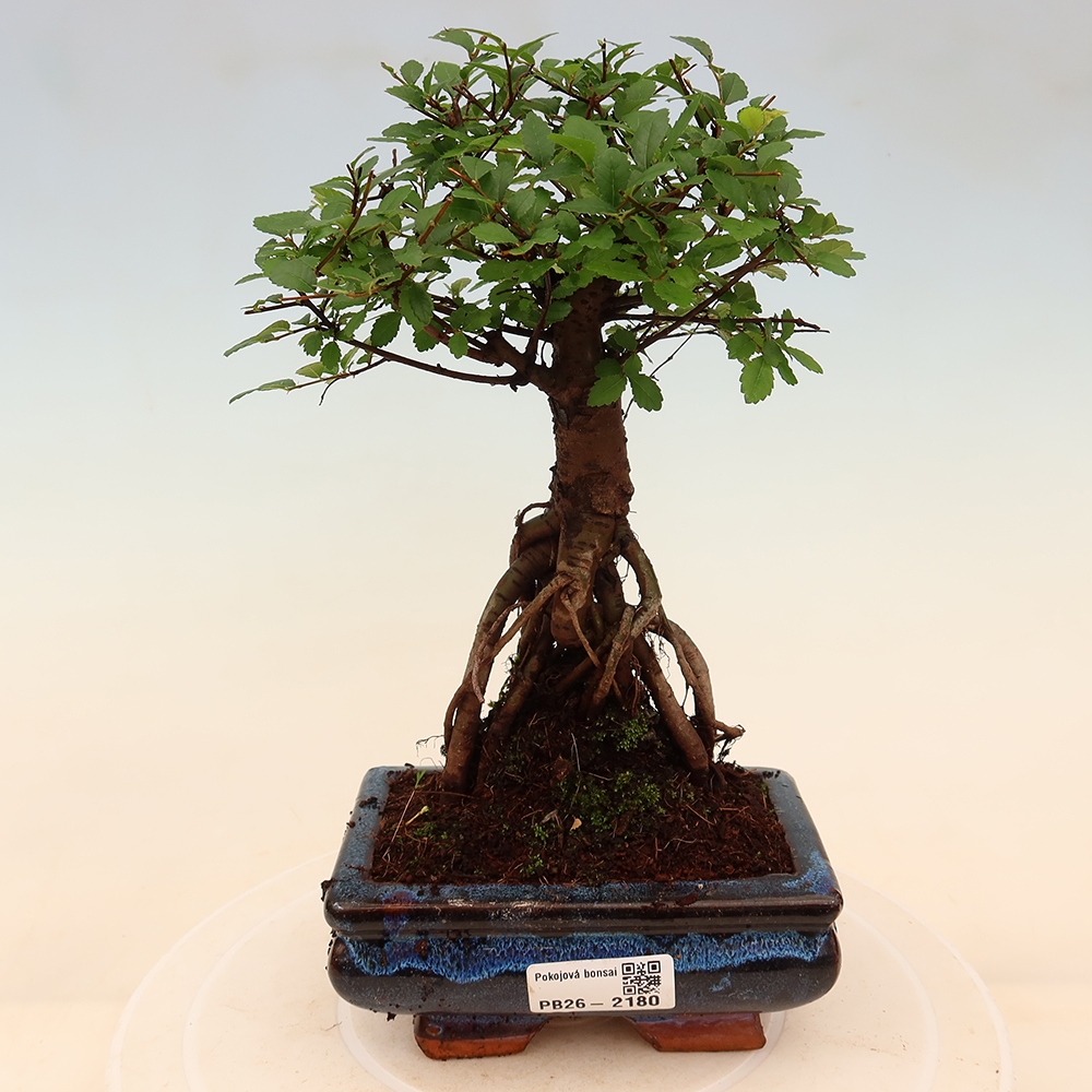 Zimmerbonsai - Ulmus parvifolia - Kleinblättrige Ulme
