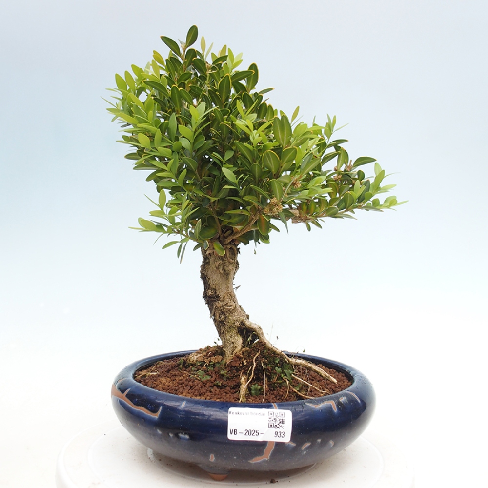 Bonsai für draußen - Buxus sempervirens - Buchsbaum