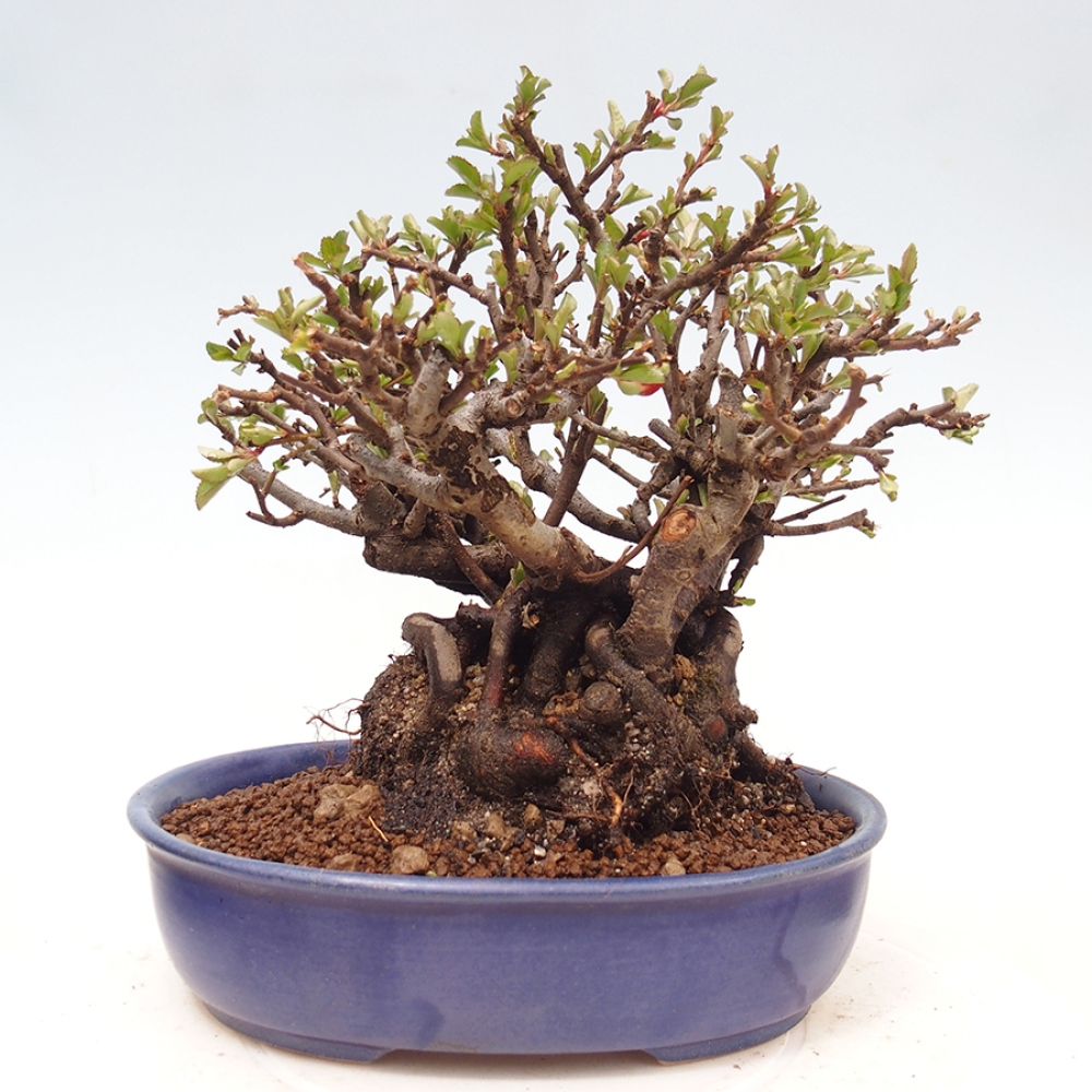 Bonsai für draußen - Chaneomeles speciosa - Quitte