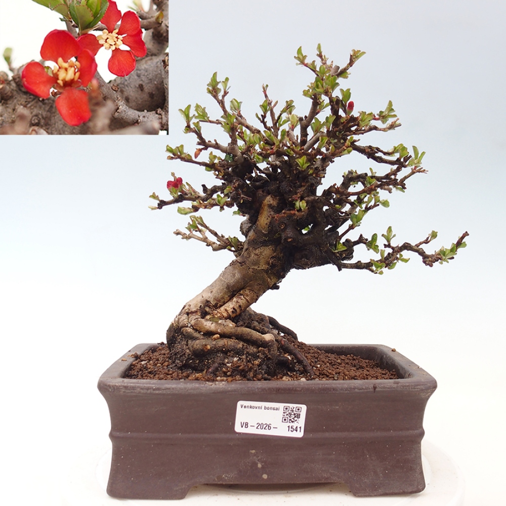 Bonsai für draußen - Chaneomeles speciosa - Quitte