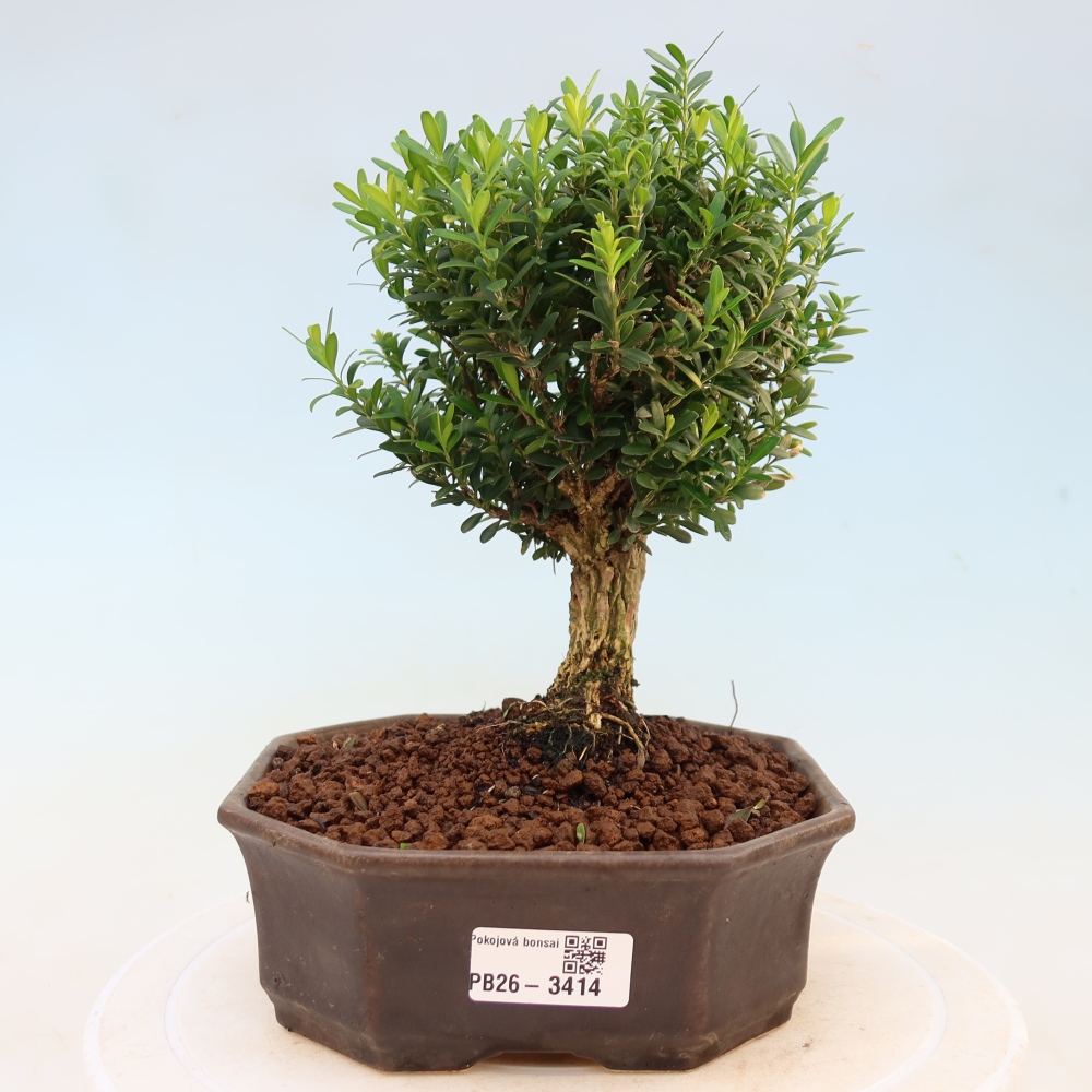Zimmer Bonsai - Buxus harlandii - Korkbuxus