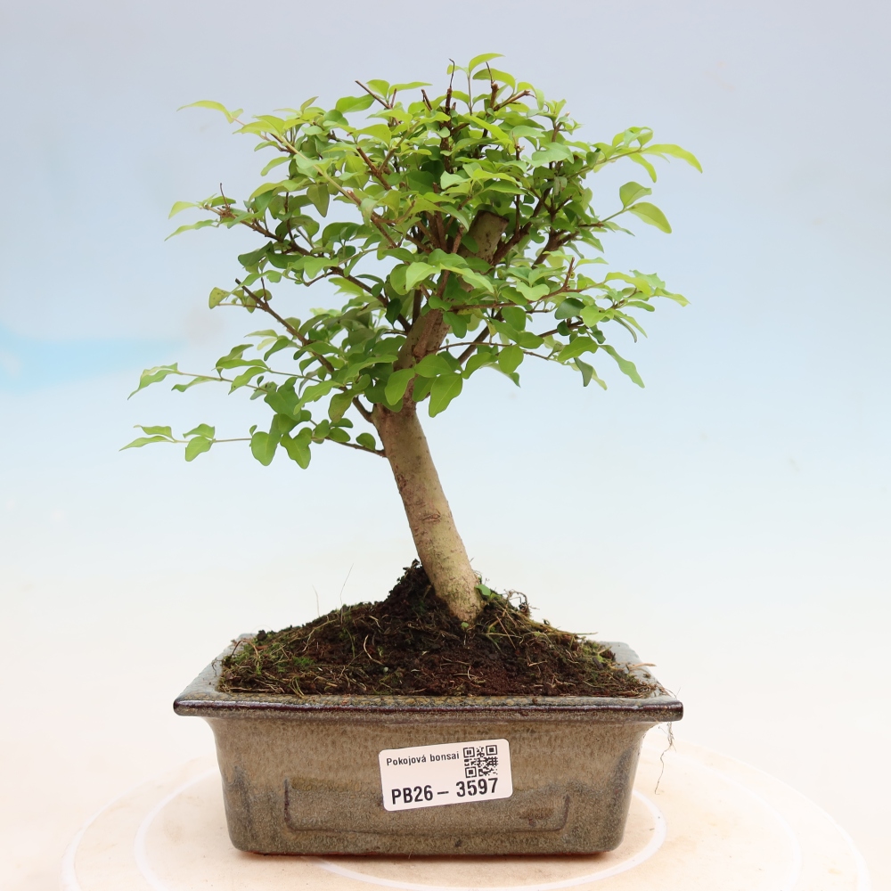Zimmer Bonsai -Ligustrum chinensis - Vogelschnabel