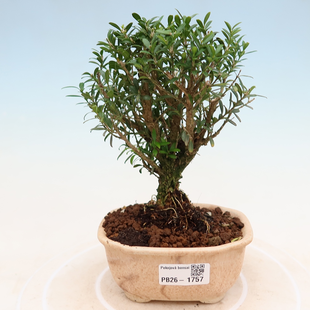 Zimmer Bonsai - Buxus harlandii - Korkbuxus